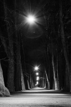 Light Forest Walkway Black White Monochrome Tranquil Peaceful Park Corridor