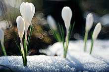 Snowdrops First White Crocus Wild Flowers Spring Snow