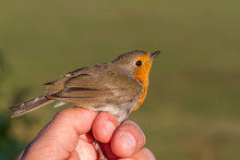Robin, Erithacus Rubecula, Bird In A Womans Hand For Bird Banding