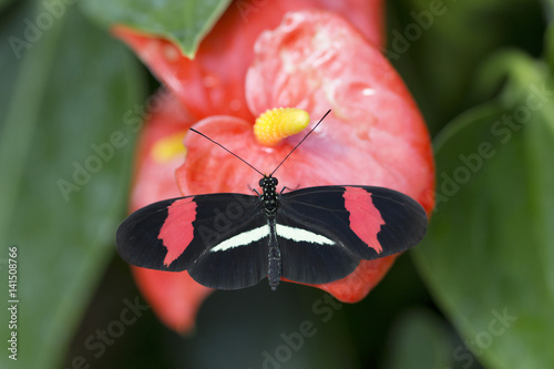 Papillon Rouge Et Noir Posé Sur Une Fleur Buy This Stock