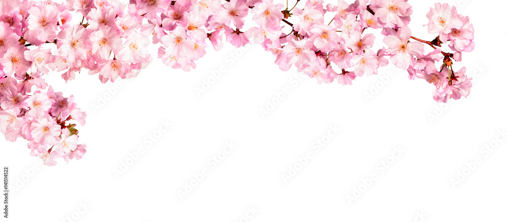 Rosa Kirschblüten vor weißem Hintergrund - obrazy, fototapety, plakaty 