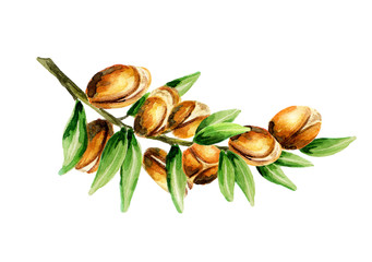 Poster - Branch of the argan tree, can be used as a design element for the decoration of cosmetic or food products using argan oil. Hand-drawn watercolor sketch