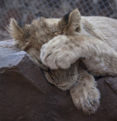 Wall Mural - Lion