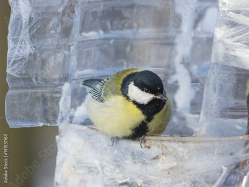 Great Tit Parus Major Close Up Portrait At Bird Feeder Made From