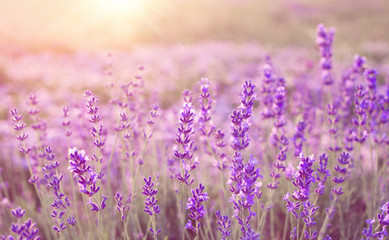 Beautiful image of lavender field over summer sunset landscape.