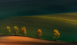 Shadows on the fields.Five lonely trees in moravian fields at colorful sunset in Czech Republic. Spring landscape with sunny countryside valley.  Golden hour, warm color from the spring sun.