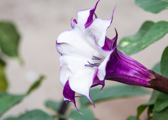 A beautiful purple and white flower found in Port Aransas Texas