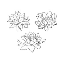 A Sketch Of Beautiful Lotuses In A Graceful Ornament On A White Background.