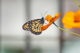 Fototapeta  - Beautiful butterfly on an orange flowers and a colorful background