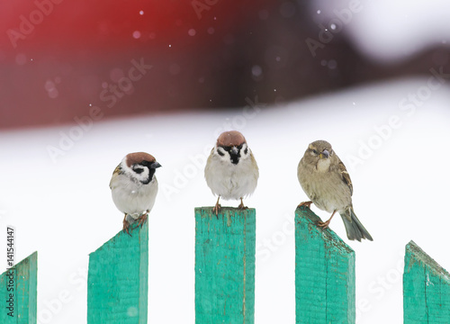 Three Birds Sitting On A Green Wooden Fence In Snow Stock Photo Adobe Stock Can you imagine fifteen birds hanging out on a fence? adobe stock
