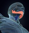 Jawbone. Human anatomy. 3D illustration