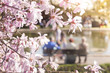 Kurpark mit Magnolienblüte, im Hintergrund unscharf drei Menschen auf Parkbank