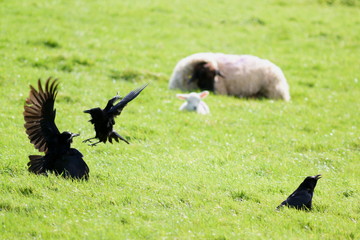Wall Mural - Ravens fight on a sheep farm in rural Devon, England