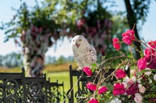 White Birds At The Wedding Ceremony