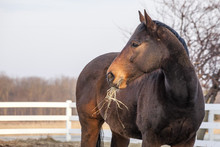 A Bay Thoroughbred OTTB Horse In A Pasture With Hay In His Mouth In The Winter Or Early Spring Before The Grass Is Green.