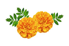 Bright Colorful Flowers Marigolds Isolated On White Background