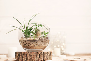 Sticker - Mini succulent garden in glass terrarium on wooden stand