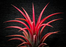Tillandsia Ionantha Red Plant On Black Background