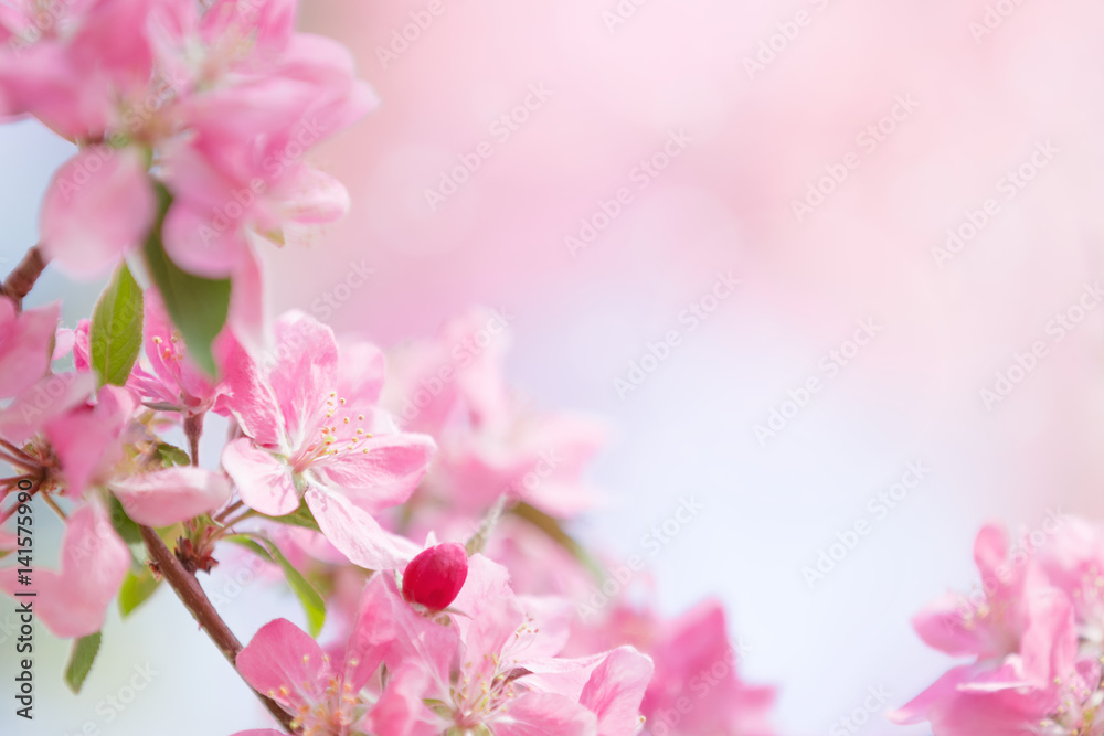 Spring Tree Bloos Tree flowers spring blossom Stock Photo | Adobe Stock