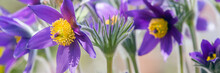 Spring Purple Flowers Background 
