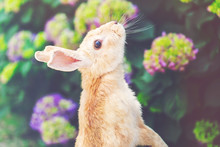 Rabbit In Front Of A Hydrangea Bush