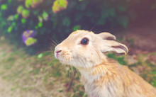 Wild Rabbit In A Field