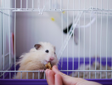 A Hamster In A Cage. Hamster Eats With His Hands, Looking Out Of The Cell.
