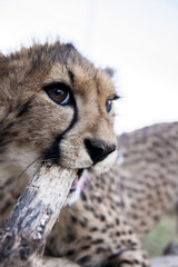 Wall Mural - Cheetah in africa