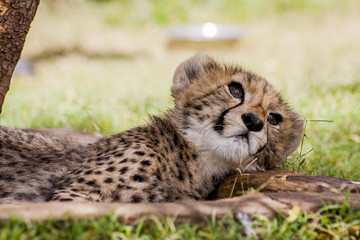 Wall Mural - Cheetah in africa