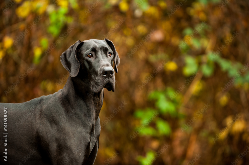 Great Dane dog against natural background - obrazy, fototapety, plakaty 