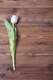 Fototapeta Tulipany - white tulip flower on  wooden background