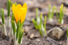 The Beginning Of Spring, The First Flowers, The Yellow Crocus