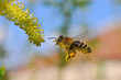 Honey bee collecting nectar on yellow flower, Honey Bee in flight in front of wild flowers