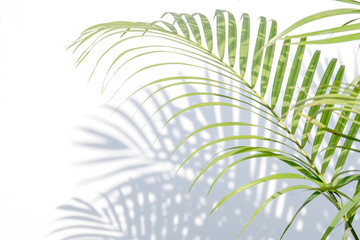 palm leaves and shadows on a white wall background