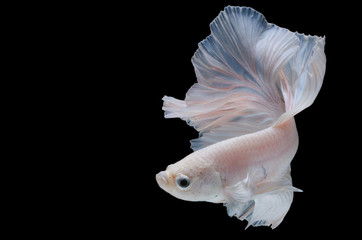 Betta fish,Siamese fighting fish in movement isolated on black background.