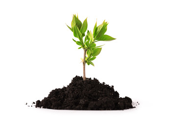 Plant tree growing seedling in soil isolated on white background