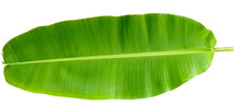 Fresh Banana Leaf Isolated With Clipping Path