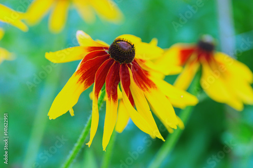 Fotografering Black-eyed susan rudbeckia flower on blurred green background