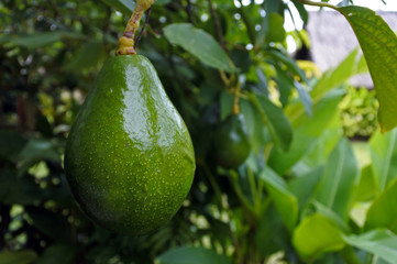 Wall Mural - Avocado Tree background