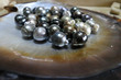Fiji Black lip oyster shell with selection of black pearls