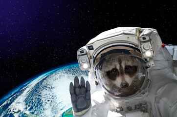 Wall Mural - portrait of a raccoon astronaut in space on background of the globe. elements of this image furnishe