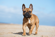 French Bulldog On The Beach