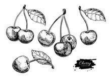 Cherry Vector Drawing Set. Isolated Hand Drawn Berry On White Background. Summer Fruit
