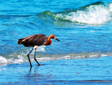 A Red Egret Searches For Food Along The Beach Near Ft. DeSoto State Park, Florida.