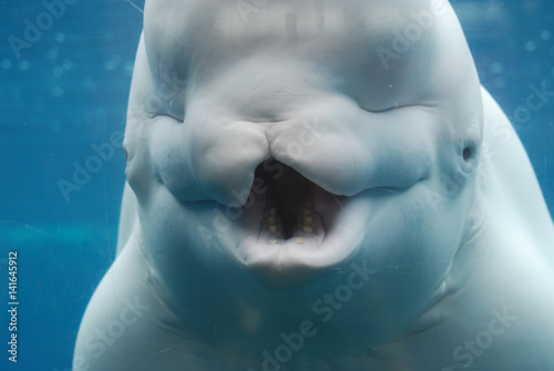 Fotografía A Look at the Teeth of a Beluga Whale Underwater