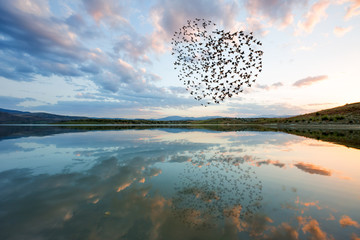 Silhouettes of flying flock birds (in shape of heart) against clouds