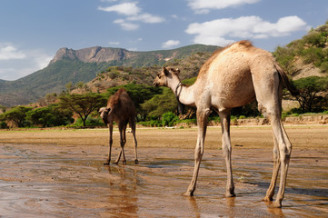 Canvas Print - Landscapes from Kenya on the way to the Turkana lake