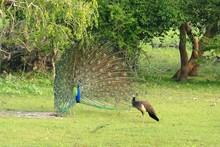 Indian Peafowl, Pavo Cristatus. Male  Peacock, Female Peahen