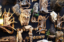 Wall With Hunting Trophy