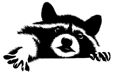 black and white linear paint draw raccoon illustration